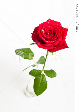 一輪の赤いバラの写真素材