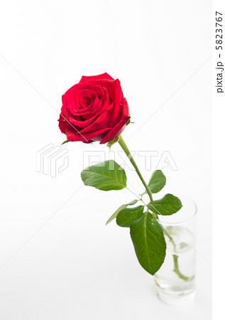 一輪の赤いバラの写真素材