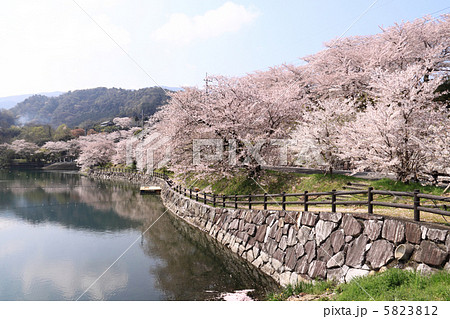 香川県三豊市財田町 戸川ダム公園 の桜の写真素材