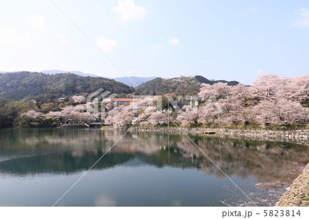 香川県三豊市財田町「戸川ダム公園」と塔重山公園の桜 香川県三豊市財田町「戸川ダム公園」と塔重山公園の桜 5823814