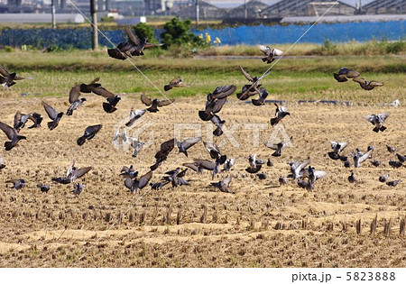 稲刈りのおこぼれにあずかる鳩の群れ 5823888