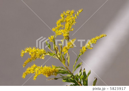 セイタカアワダチソウの花 5823917