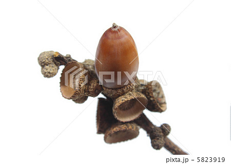 ドングリ 5823919
