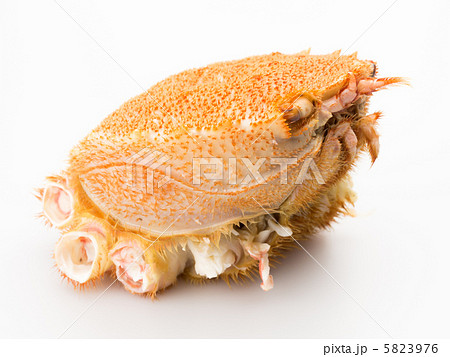 新鮮な毛ガニ　白背景 5823976