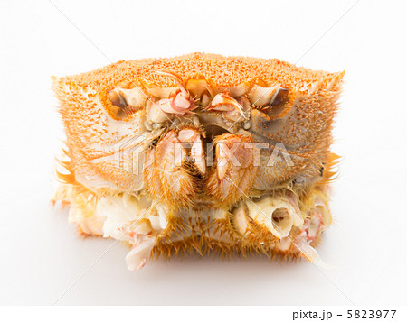 調理された毛ガニ　白背景 5823977