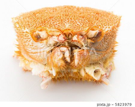 高級な毛ガニ　白背景 5823979