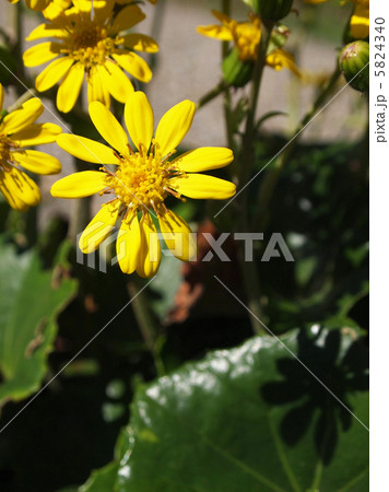 ツワブキ 5824340