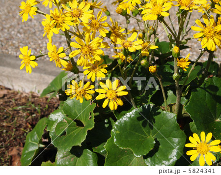 ツワブキ 5824341