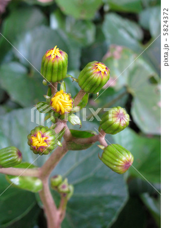 ツワブキの蕾 5824372