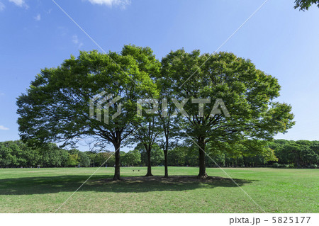 広場の木 5825177