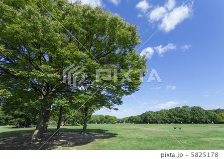 広場の木 5825178