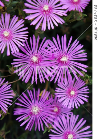 リビングストンデージー 5834783