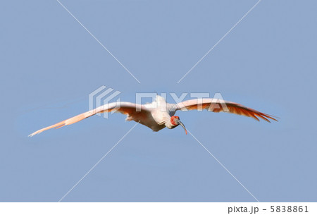 トキの飛翔 5838861