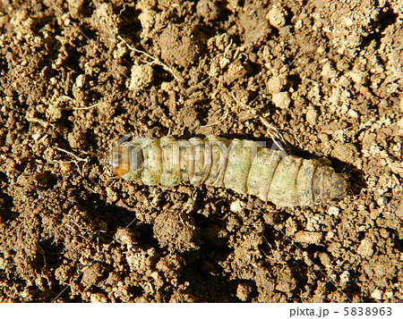 ヨトウムシ（夜盗虫） 5838963