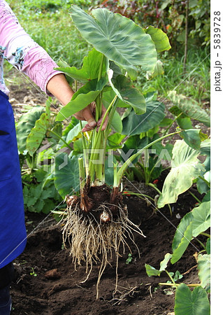 里芋の収穫 5839728