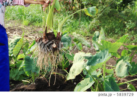 里芋の収穫 5839729