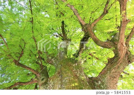 落羽松 らくうしょう 沼杉 ぬますぎ 威風堂々 2012 10/30撮影 高知県庁 落羽松 らくうしょう 沼杉 ぬますぎ 威風堂々 2012 10/30撮影 高知県庁 5841553