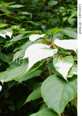 花期に白化するマタタビの葉 5841655