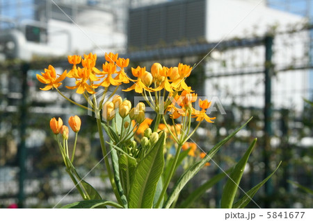 アスクレピアス 5841677