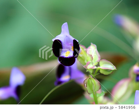 ハナウリクサ 5841956