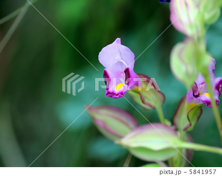 ハナウリクサ 5841957