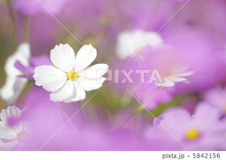 コスモス・センセーション白 コスモス・センセーション白 5842156