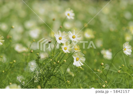 サンセットイエロー サンセットイエロー 5842157