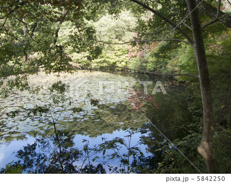 神戸森林植物園 神戸森林植物園 5842250