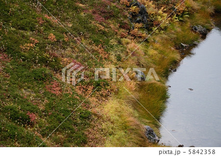 旭岳、高山植物の紅葉と水面 5842358