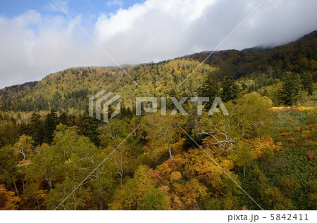 旭岳 針広混交林 ダケカンバの紅葉の写真素材