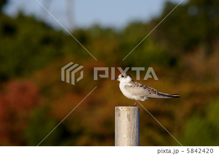 アジサシ 5842420