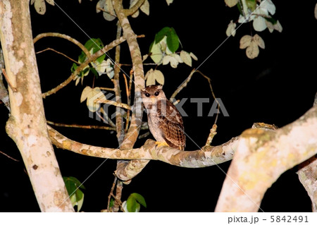 Barred Eagle Owl マレーワシミミズク の写真素材