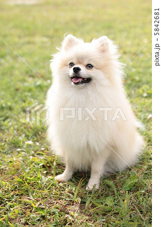 お座りするポメラニアン 5842681