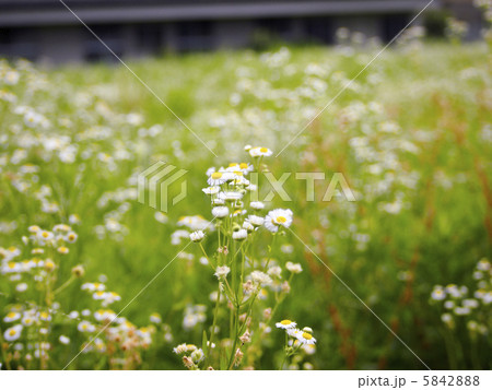 姫女菀の花 5842888