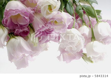 トルコキキョウ 5843314