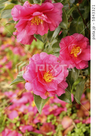 山茶花 山茶花 5843321