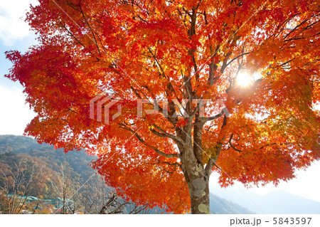 ピークを迎えた中禅寺湖畔の紅葉 5843597