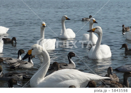 猪苗代湖の水鳥たち 5843598