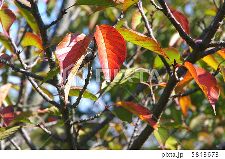 紅葉の桜 秋の桜の葉の写真素材