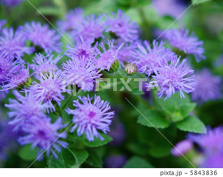 アゲラタム 花言葉 信頼 The Flossflowersの写真素材 5843836 Pixta