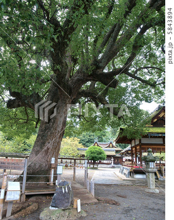 京都・平野神社 5843894