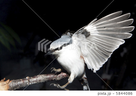 ゴジュウカラ ゴジュウカラ 5844086