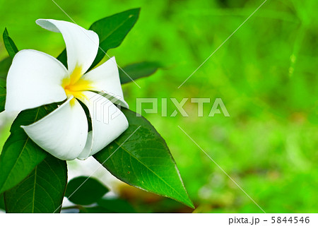 frangipani 5844546