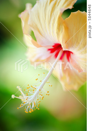 Hibiscus 5844648