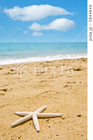 Starfish Starfish 5844649