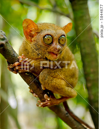 Tarsier 5844677