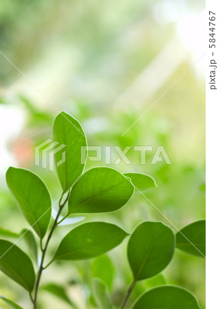 Spring Spring 5844767