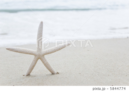 starfish starfish 5844774