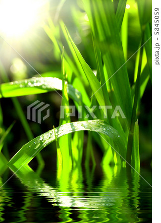 green grass 5845059