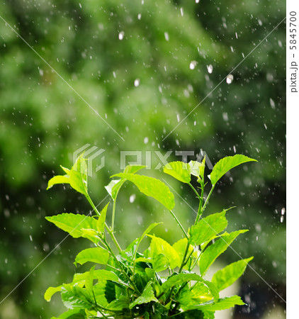 rain 5845700
